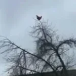chicken scream - Sound
