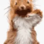 ardilla voice changer