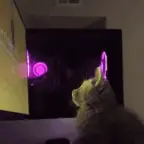 meow meow 2 voice changer