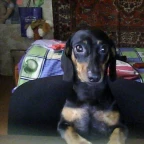 mvm bot voice changer