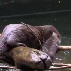 ANI TILLY voice changer