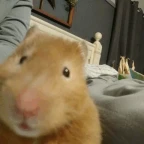 Hamster Announcer voice changer