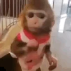 baby monkey voice changer