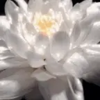 affini voice changer