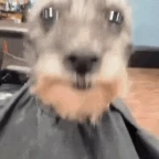 Barber voice changer