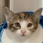 highpitch voice changer