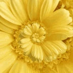 yellow voice changer