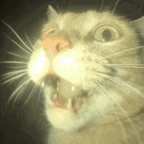 purr ig voice changer