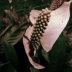 specific vocoder voice changer