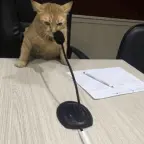 clear mic voice changer