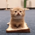 Cat Biden voice changer