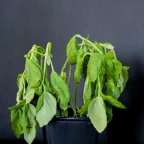 Basilic voice changer