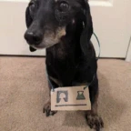 the lab rat voice changer