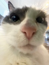 sisypus primeUK voice changer