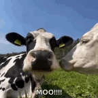 mooo voice changer