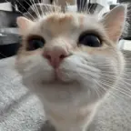 lalalala voice changer