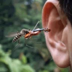 Mosquito voice changer