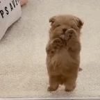 bitcrusher voice changer