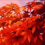 Maple voice changer