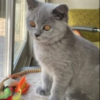 ciu's new vc voice changer