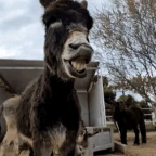 heheaw voice changer