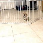 Kael Banks voice changer