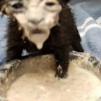 deep voice voice changer