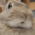 Studio333 voice changer