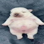 Pibble voice changer