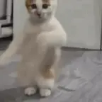 meow meow voice changer