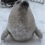 selallaseal voice changer