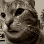 wewewew voice changer