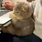 femboy 1 voice changer