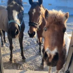 cavalos voice changer