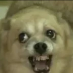 Sing Auto tuen voice changer