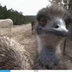 emus voice changer