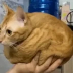 normal guy voice changer