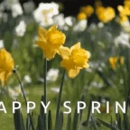 soring voice changer