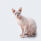 abuzado games voice changer