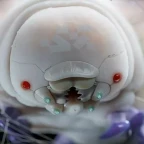 Nona Marathon voice changer