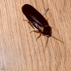 coach roach voice changer