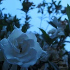 Clean microphone voice changer