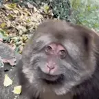 FUNNY VOICE voice changer