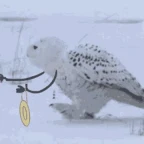 owl dead voice changer