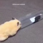 Crawlingtuba voice changer