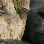 ga femea voice changer