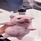 Evil Pibble voice changer