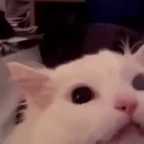 Screech (ALT) voice changer