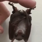 bat voice changer