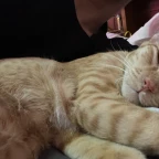 mi singer voice changer